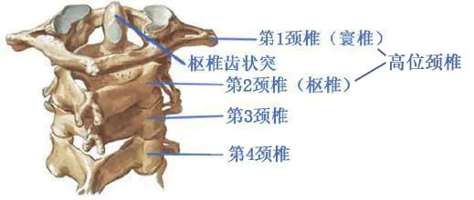 高位颈椎，我们脆弱的生命瓶颈