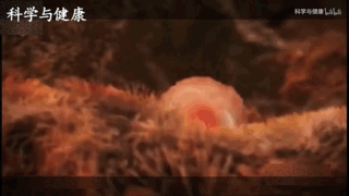 宫外孕是什么？