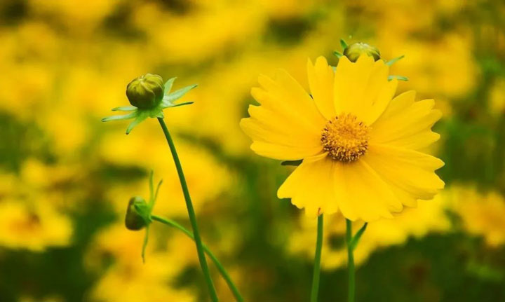 春季花粉过敏的中医防治